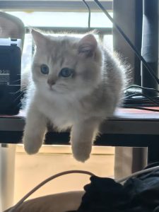 How is feline transmission caused and what are the reasons for it?