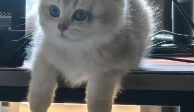 How is feline transmission caused and what are the reasons for it? - Pet Encyclopedia