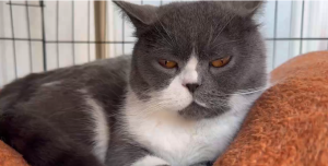 Why do cats keep rubbing around?