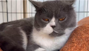 Why do cats keep rubbing around? - Pet Encyclopedia