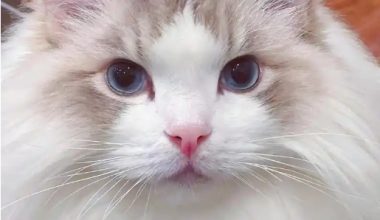 Why Do Cats Tear Up? Causes and Solutions - Pet Encyclopedia
