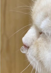 Why Does My Cat Have Yellow Nasal Discharge?