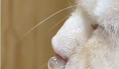 Why Does My Cat Have Yellow Nasal Discharge? Professional Care Tips Inside! - Pet Encyclopedia