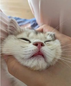 Why Do Cats Sneeze and Tear Up?
