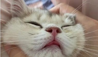 Why Do Cats Sneeze and Tear Up? All You Need to Know - Pet Encyclopedia