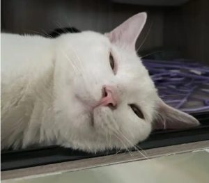 How to Handle a Cat That Has Eaten a Poisoned Mouse
