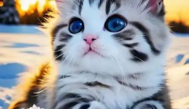 Why Do Cats Make a Gurgling Sound? - Pet Encyclopedia