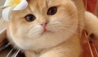 Why Do Cats Like to Sleep on Their Owner’s Chest? - Pet Encyclopedia