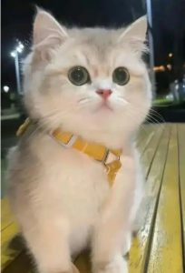 Why Do Cats Knead?