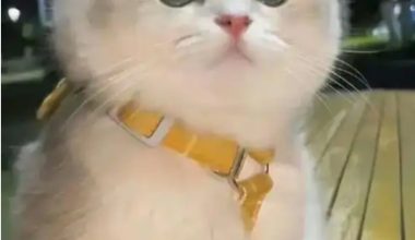 Why Do Cats Knead? - Pet Encyclopedia