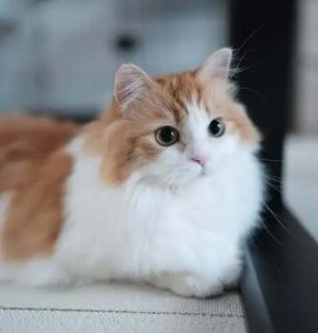 Why Do Cats Like to Sleep Next to Their Owner's Pillow?