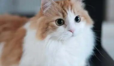 Why Do Cats Like to Sleep Next to Their Owner’s Pillow? - Pet Encyclopedia