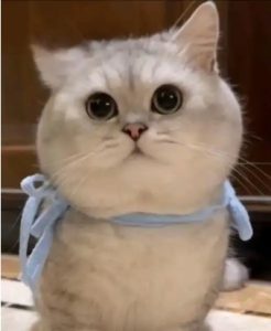 Reasons and Countermeasures for Severe Hair Loss in Cats