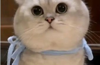 Reasons and Countermeasures for Severe Hair Loss in Cats - Pet Encyclopedia