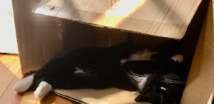 Why Do Cats Love Cardboard Boxes?
