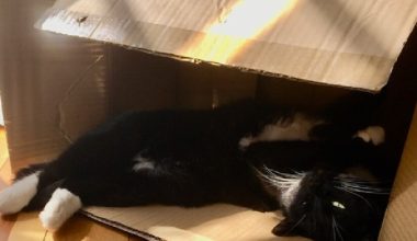 Why Do Cats Love Cardboard Boxes? Unveiling the Feline Obsession - Pet Encyclopedia