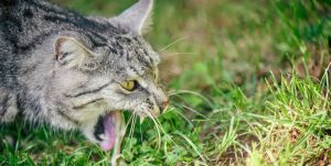 Why Does My Cat Vomit Undigested Food?