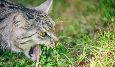 Why Does My Cat Vomit Undigested Food? 7 Common Causes & Solutions - Pet Encyclopedia
