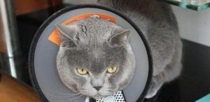 10 Essential Cat Care Tips: A Scientific Guide to Keep Your Feline Healthy