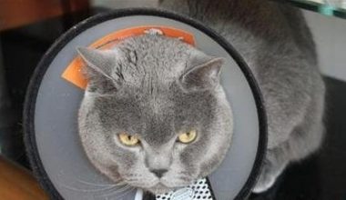 10 Essential Cat Care Tips: A Scientific Guide to Keep Your Feline Healthy - Pet Encyclopedia