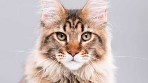 When Do Female Cats Go Into Heat First Time? 