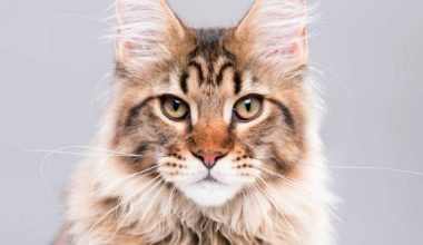 When Do Female Cats Go Into Heat First Time? Symptoms & Vet-Approved Solutions - Pet Encyclopedia