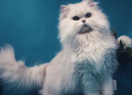 Ragdoll Cat Pregnancy