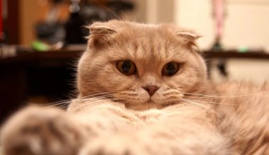 Ragdoll Cat Pregnancy: 63-Day Gestation Timeline & How to Prevent Dystocia - Pet Encyclopedia