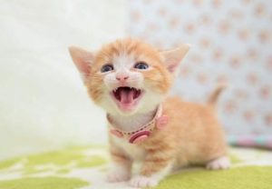 Can Pregnant Cats Use Flea Treatment?