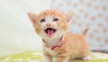 Can Pregnant Cats Use Flea Treatment? Vet-Approved External Parasite Control Guide - Pet Encyclopedia