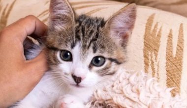 Persian Cat Digestive Issues: 7-Step Gut Health Protocol & Emergency Care - Pet Encyclopedia