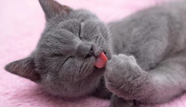 7 Common Reasons Cats Lick Themselves — and When It Becomes a Problem - Pet Encyclopedia