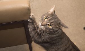 How can I reduce my cat's excessive licking?