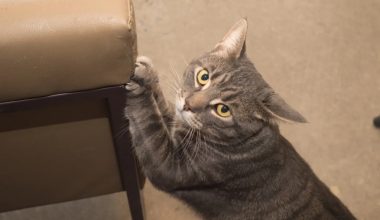 How can I reduce my cat’s excessive licking? - Pet Encyclopedia