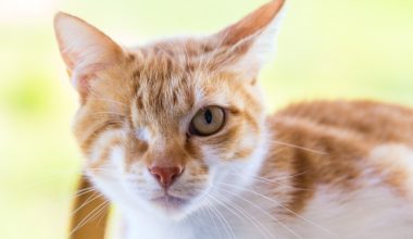Is there any good way for cats to scratch furniture frequently? - Pet Encyclopedia
