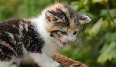 Do you have any tips to make my furniture less appealing to cats? - Pet Encyclopedia