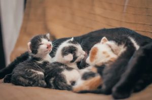 Is your cat a boy or a girl? How is this determined