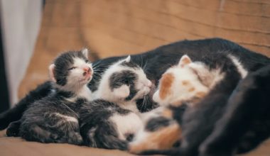Is your cat a boy or a girl? How is this determined - Pet Encyclopedia