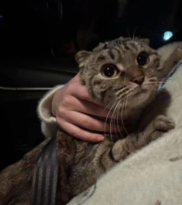 Why do cats always scratch their ears without ear mites？ - Pet Encyclopedia