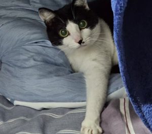How often is it appropriate for cats to deworm?