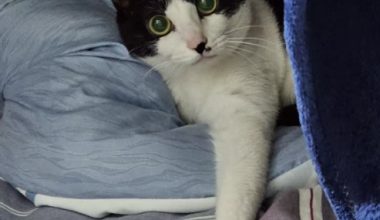 How often is it appropriate for cats to deworm? The standard answer is here! - Pet Encyclopedia