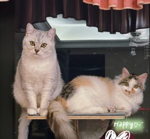 Why do cats like to eat fish? 