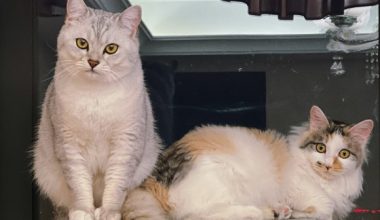 Why do cats like to eat fish? Is it inevitable or accidental? - Pet Encyclopedia