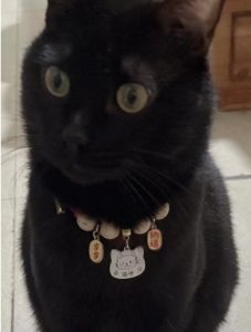 4 Signs Your Cat Has Chosen You as Its Master