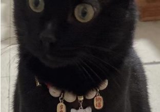 4 Signs Your Cat Has Chosen You as Its Master - Pet Encyclopedia