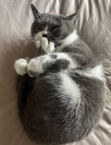 Differences Between Short-haired Cats and American Shorthair Cats