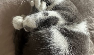 Differences Between Short-haired Cats and American Shorthair Cats - Pet Encyclopedia