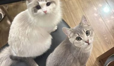 Stray Cats vs. Non-stray Cats: What’s the Difference? - Pet Encyclopedia