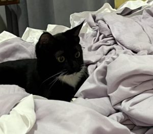 Why Do Some Cats' Paws Smell So Bad?