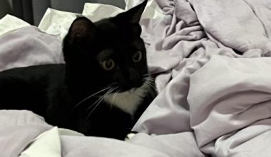 Why Do Some Cats’ Paws Smell So Bad? - Pet Encyclopedia